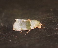 Lasiolopha saturata