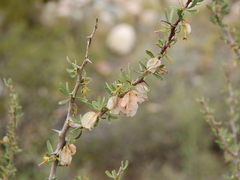 Bougainvillea spinosa
