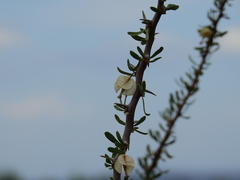 Bougainvillea spinosa
