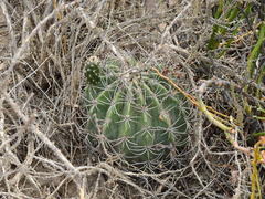 Echinopsis leucantha