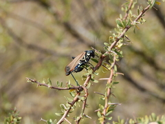 Scaphura elegans