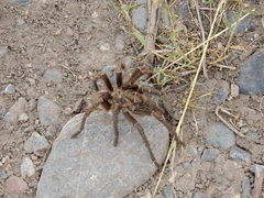 Grammostola inermis