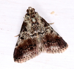 Orthaga rubridiscalis