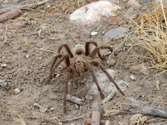 Grammostola inermis