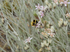 Bombus opifex