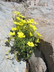 Oxalis bulbocastanum