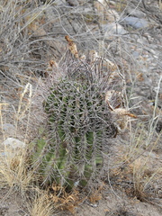 Echinopsis leucantha