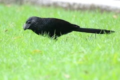 Crotophaga sulcirostris