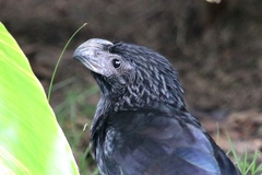 Crotophaga sulcirostris