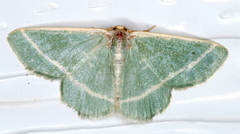 Mixocera latilineata