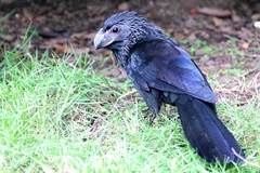 Crotophaga sulcirostris