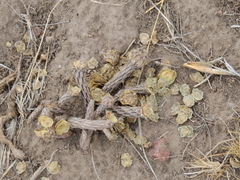 Pterocactus tuberosus