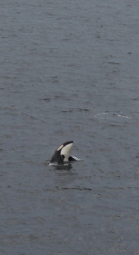 Orca