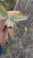 Salix cordata, photograph (c) treelogical, some rights reserved (CC BY)