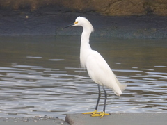 Egretta thula