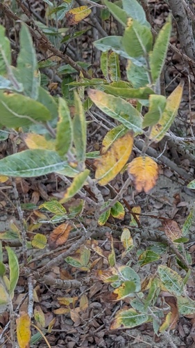 sand dune willow (Salix cordata)