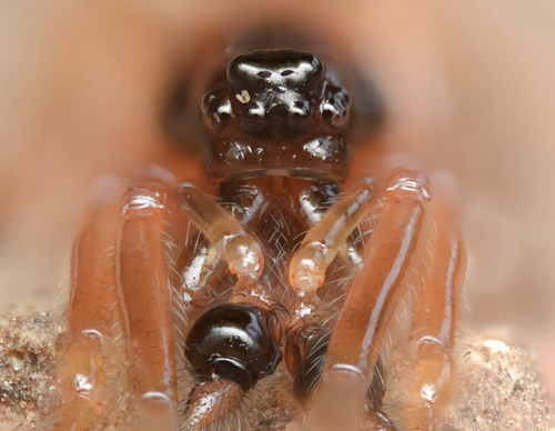 Big-eyed Thick-jawed Spider photo 5