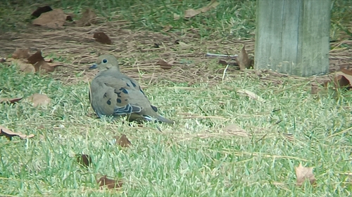 Mourning Dove