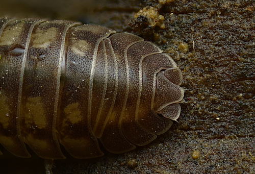 Nosy Pill Woodlouse photo 4
