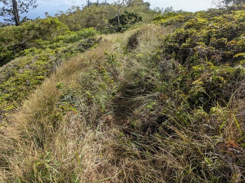 Paspalum pilosum observed 2025-10-17