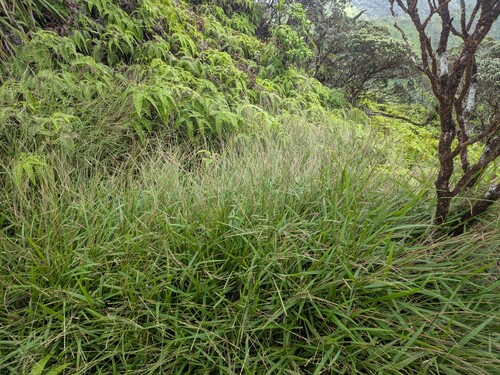 Paspalum pilosum observed 2025-10-17