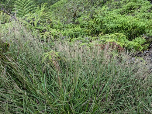 Paspalum pilosum observed 2025-10-17