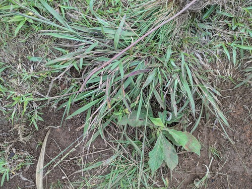 pilose crown grass (Paspalum pilosum)