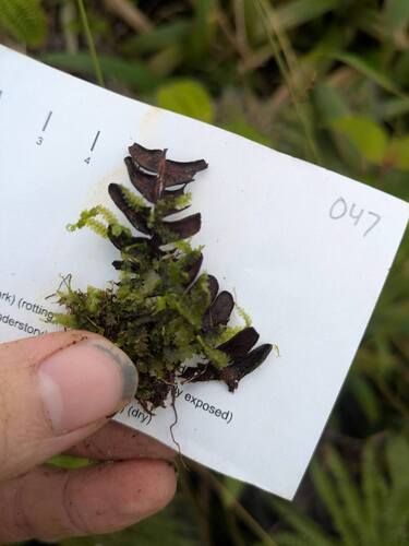 Calypogeia tosana observed 2025-10-17