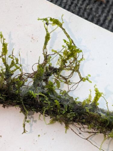 Radula javanica observed 2025-10-17