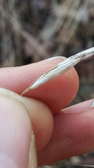 Bromus latiglumis