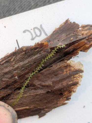 Asperifolia arguta observed 2025-10-17