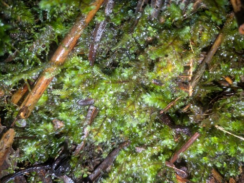 Distichophyllum observed 2025-10-17
