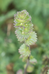 Euphrasia subarctica