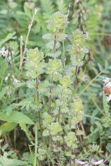 Euphrasia subarctica