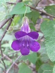 Maurandya barclayana