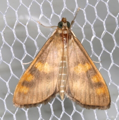 Rehimena surusalis