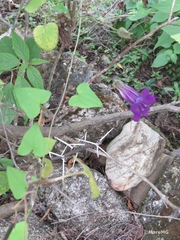 Maurandya barclayana