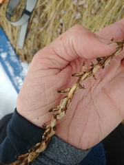 Platanthera dilatata albiflora