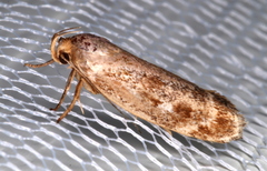 Zauclophora procellosa