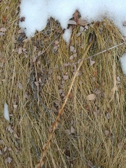 Platanthera dilatata albiflora