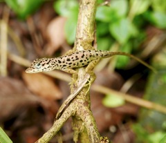 Anolis sabanus