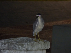 Nycticorax nycticorax