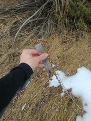 Platanthera dilatata albiflora