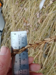 Platanthera dilatata albiflora