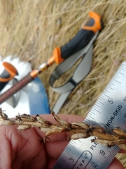 Platanthera dilatata albiflora