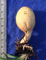 Rhopalogaster transversarius