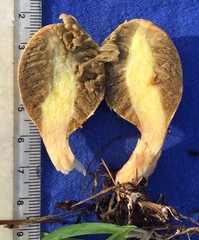 Rhopalogaster transversarius