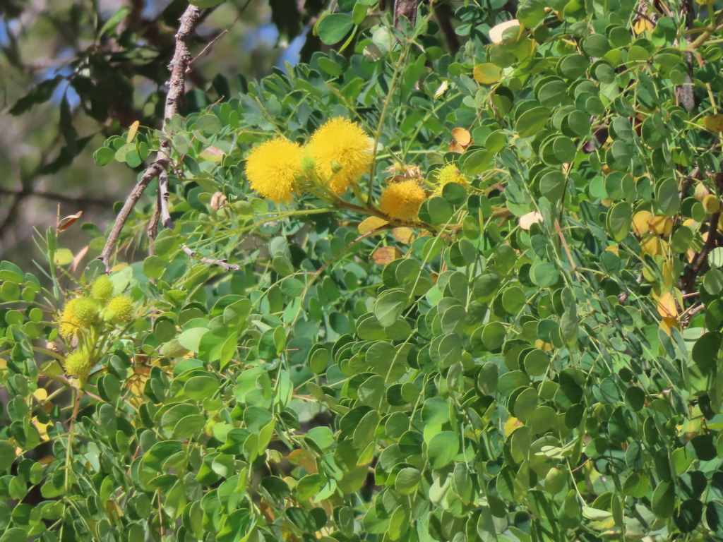 Littleleaf leadtree (Leucaena retusa)