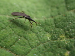 Enicocephalidae
