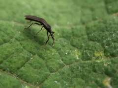 Enicocephalidae